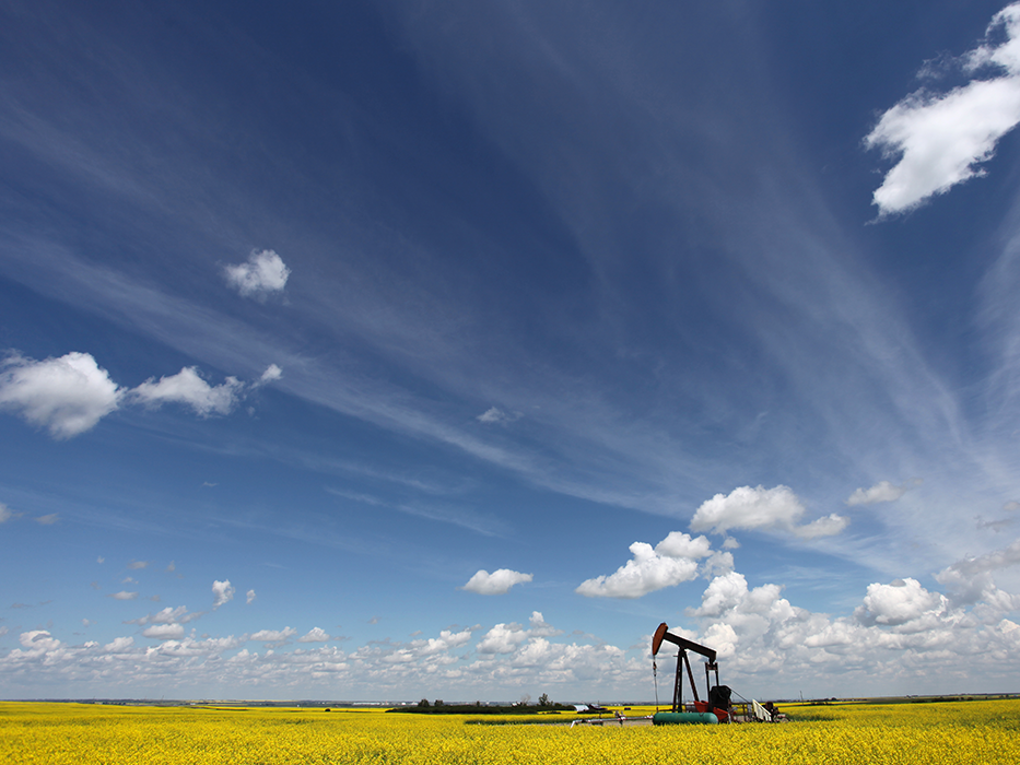 Pumpjack in a bright yellow canola field under a brilliant blue sky with white clouds